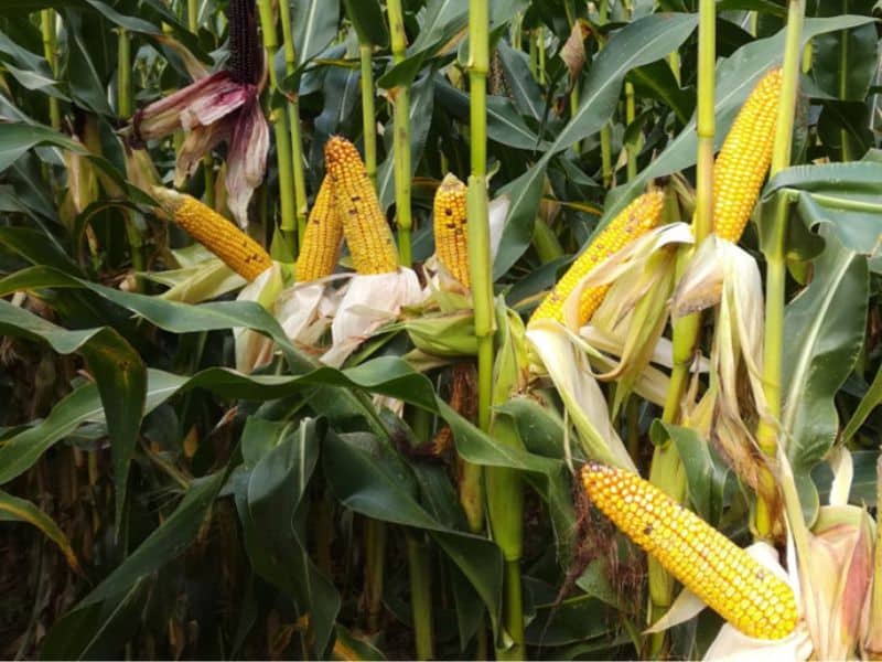 Associations génétiques maïs RH Optimum Energy Seeds