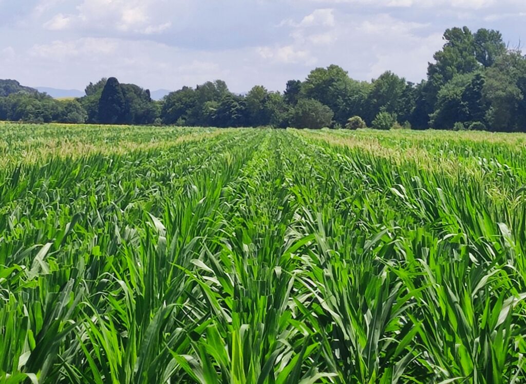 Energy Seeds production-semences-mais