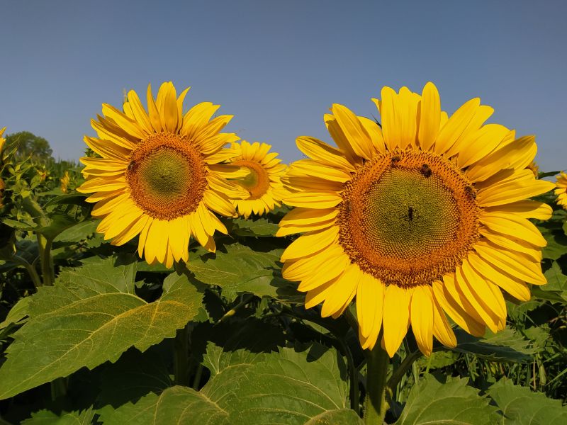 Energy Seeds - tournesol
